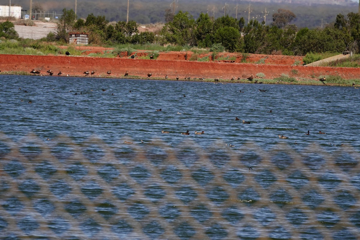 Hardhead - ML646694911