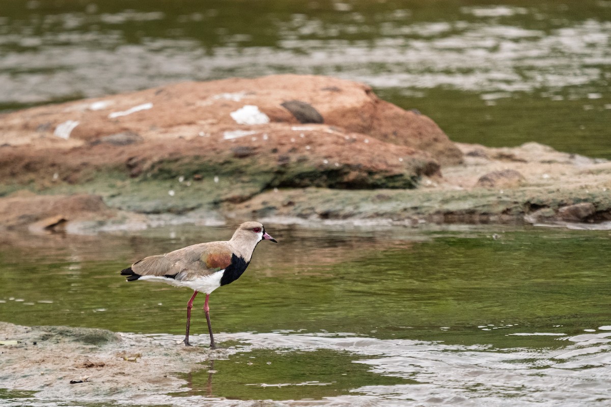 ナンベイタゲリ - ML646694912