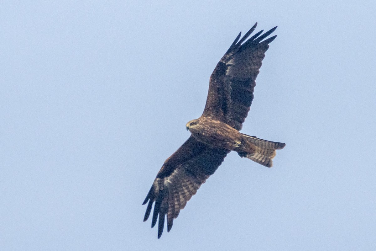 Black Kite - ML646694913