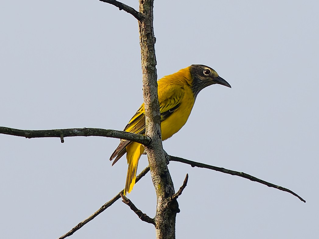 ズグロコウライウグイス - ML646694921