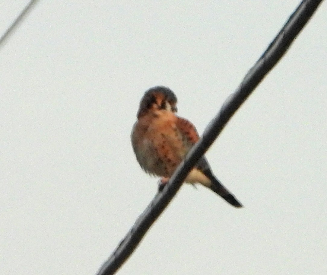 American Kestrel - ML646694922