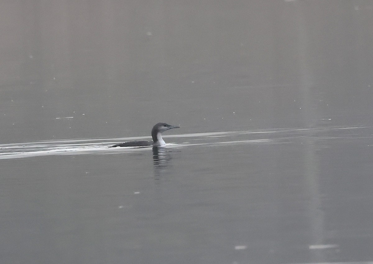 Prachttaucher - ML646694924