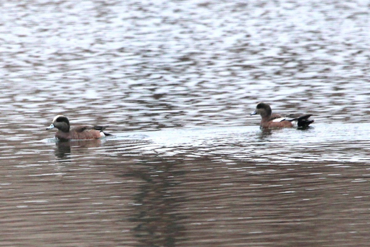 Fischione americano - ML646694926