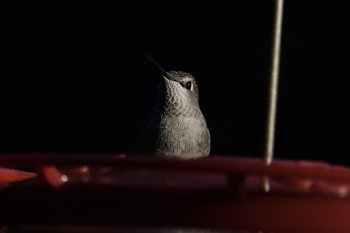 Каліпта рубіновоголова - ML646694927