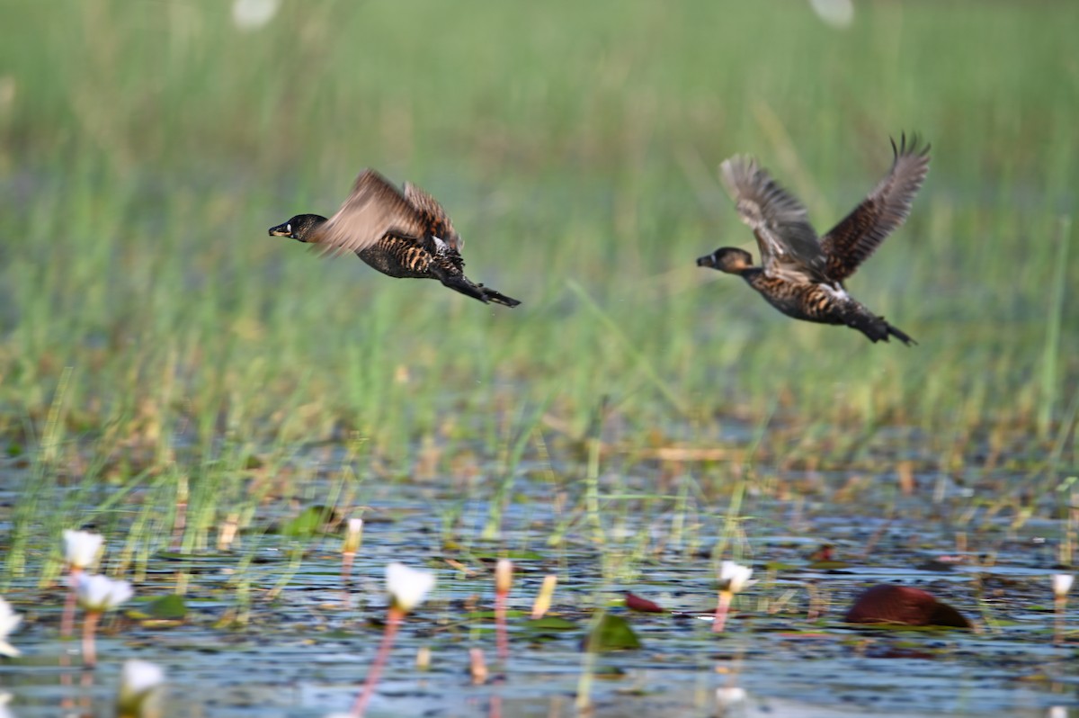 Pato Dorsiblanco - ML646694933