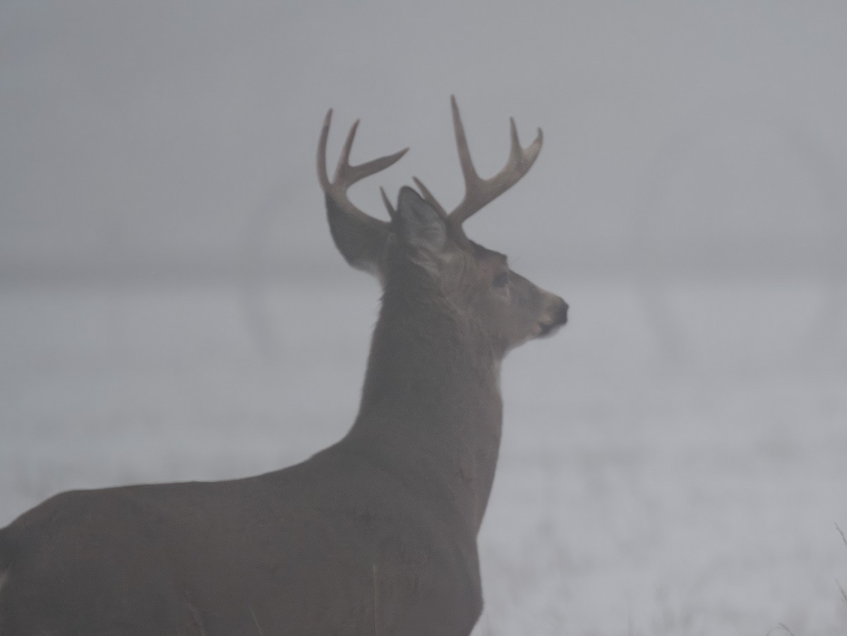 動物界 - ML646694934