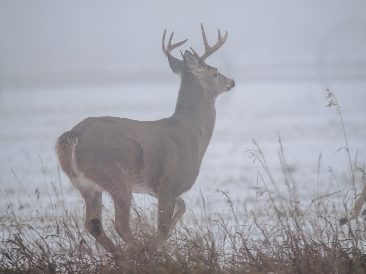 動物界 - ML646694935