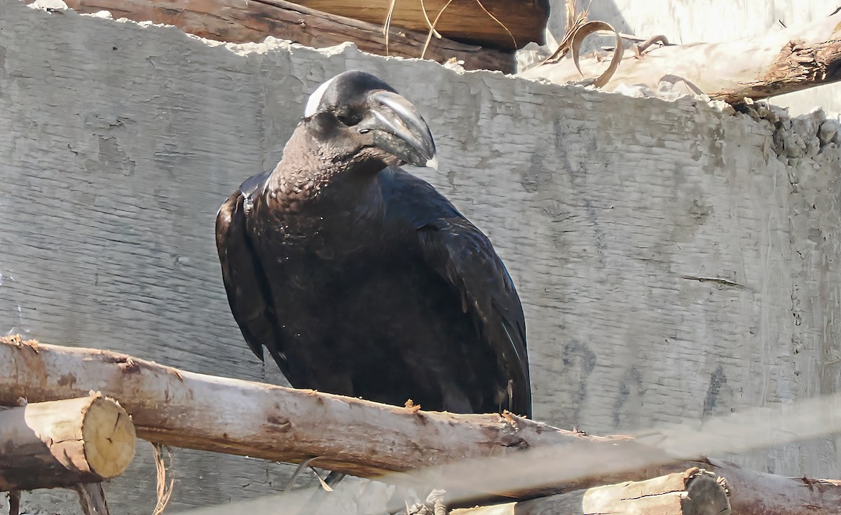 Thick-billed Raven - ML646694936