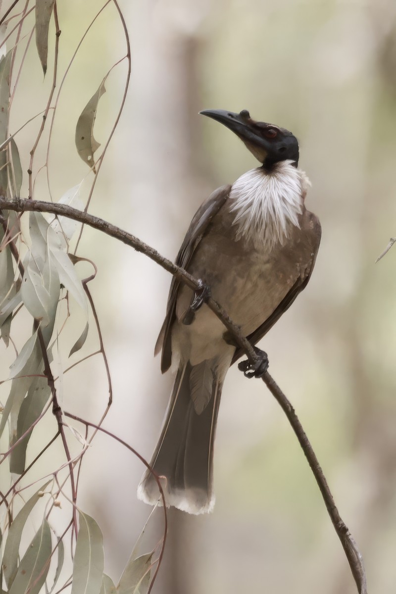 Polochion criard - ML646694937