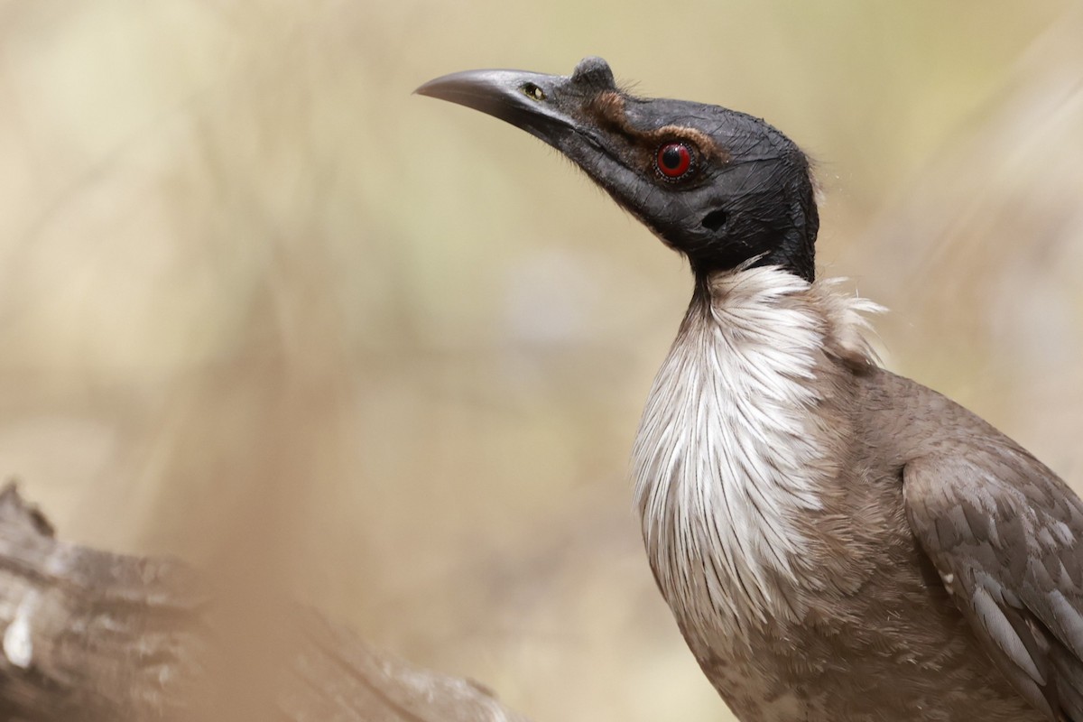 Polochion criard - ML646694938