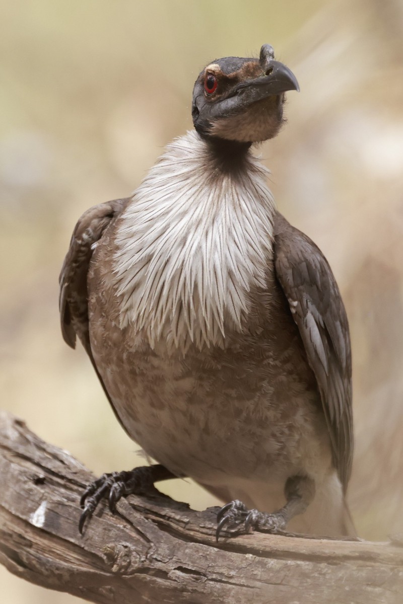 Polochion criard - ML646694939