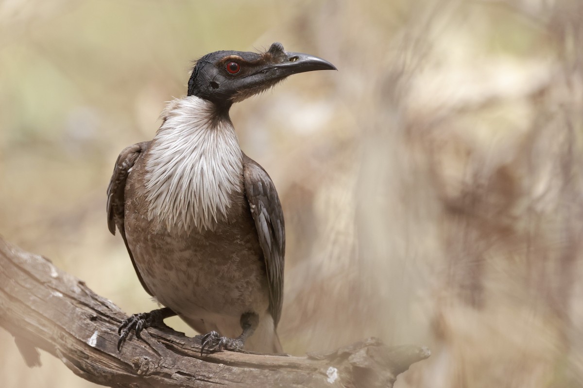 Polochion criard - ML646694940