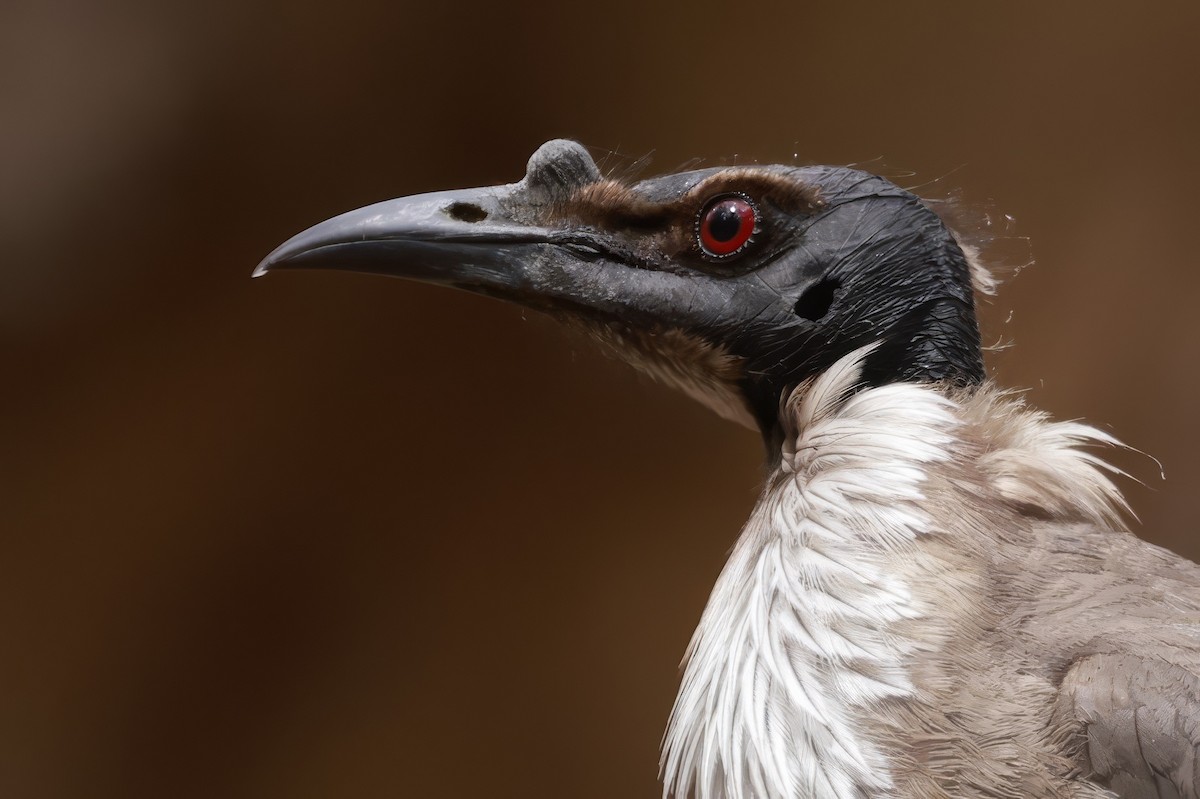 Polochion criard - ML646694941