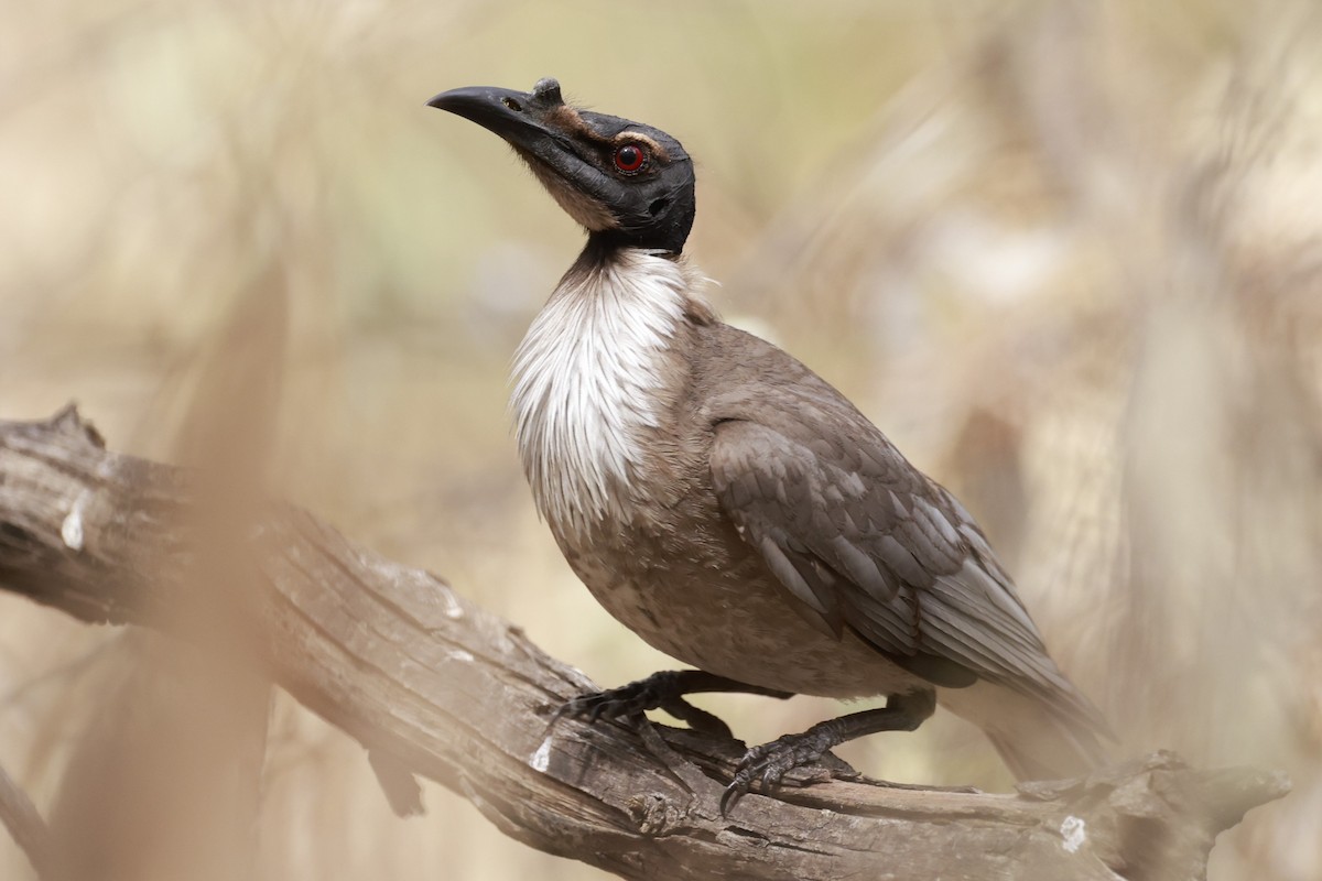 Polochion criard - ML646694942