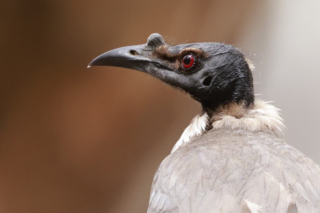 Polochion criard - ML646694943