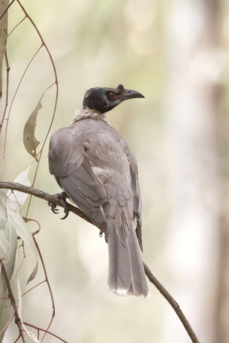 Polochion criard - ML646694944