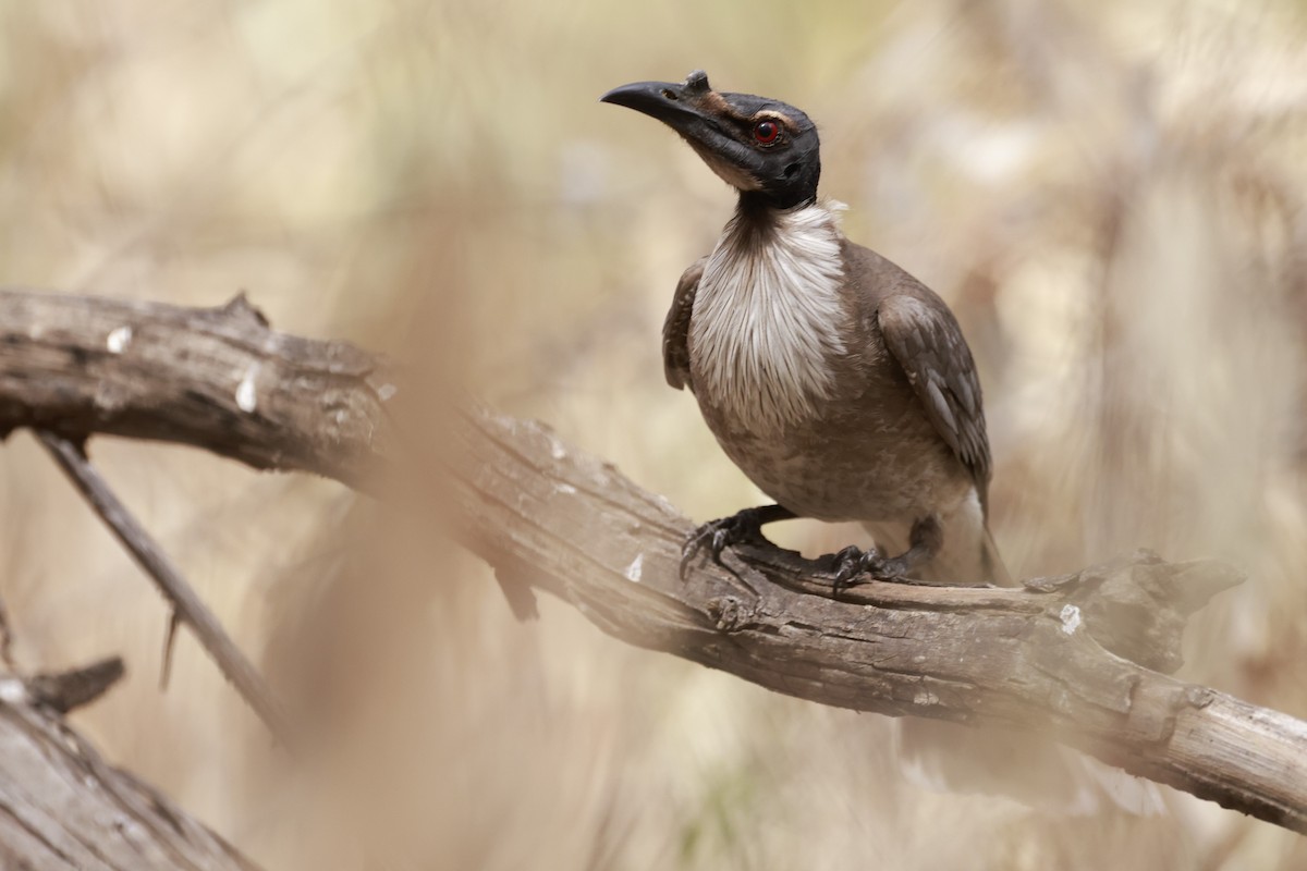 Polochion criard - ML646694945