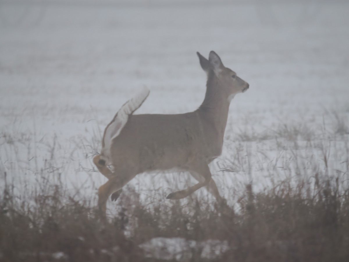 動物界 - ML646694951