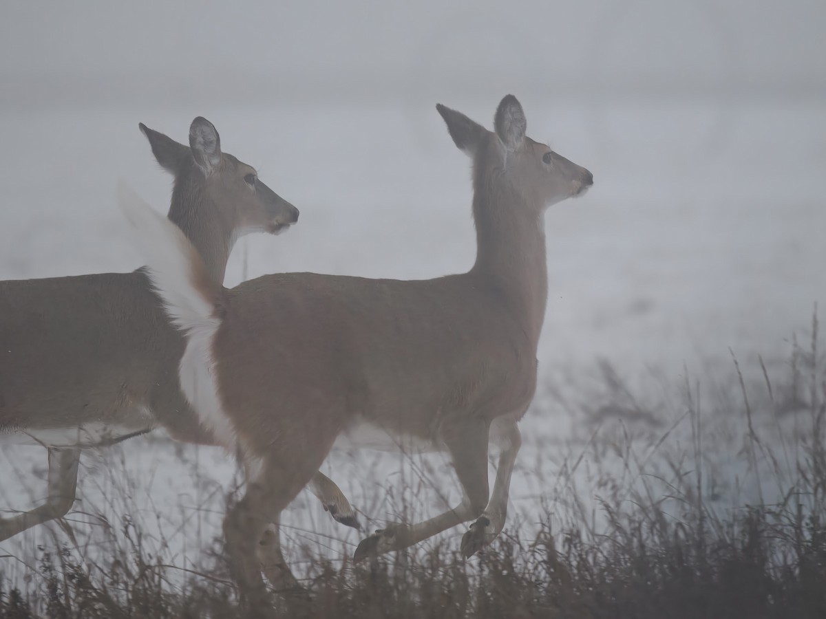 動物界 - ML646694952