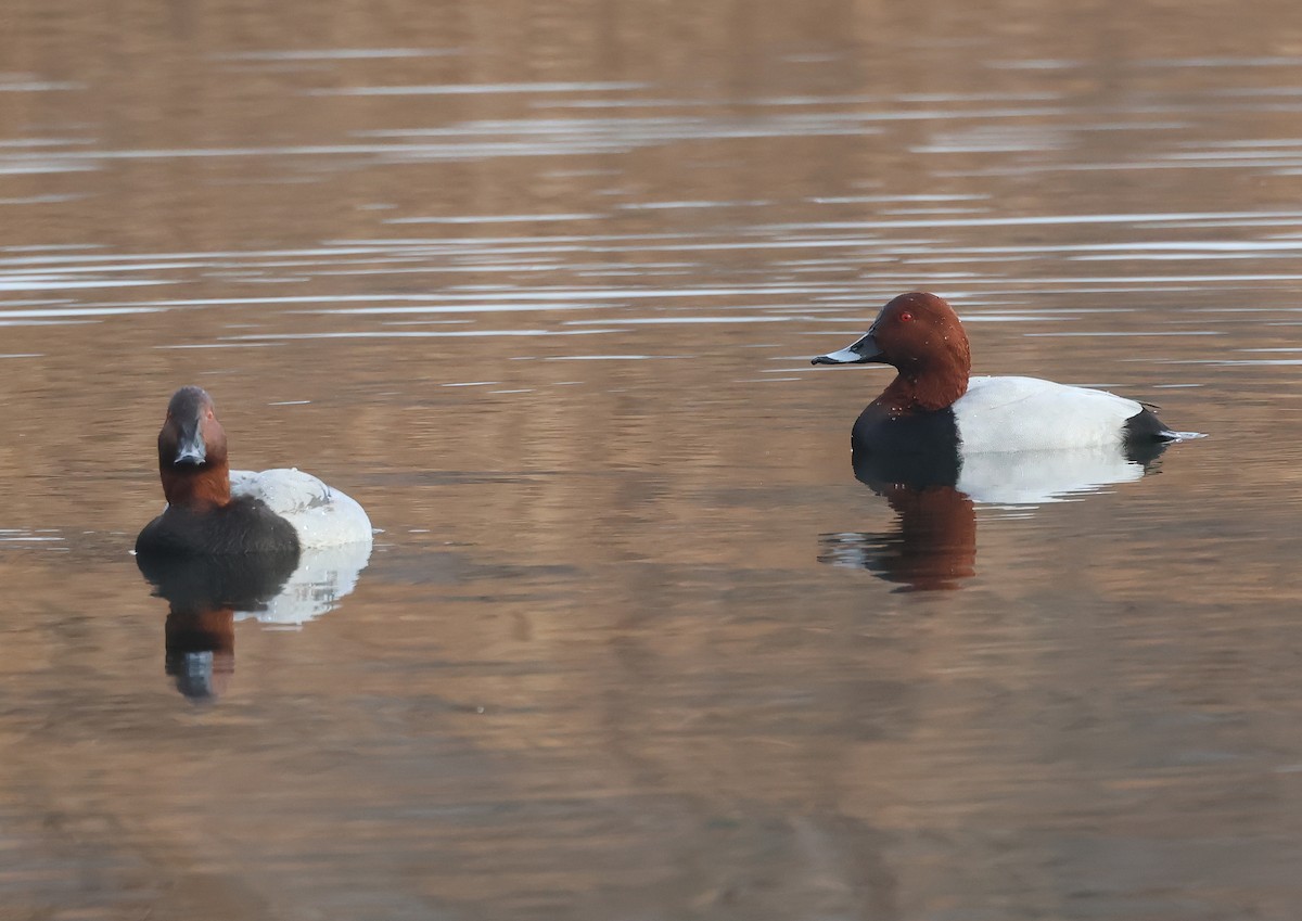 Tafelente - ML646694957