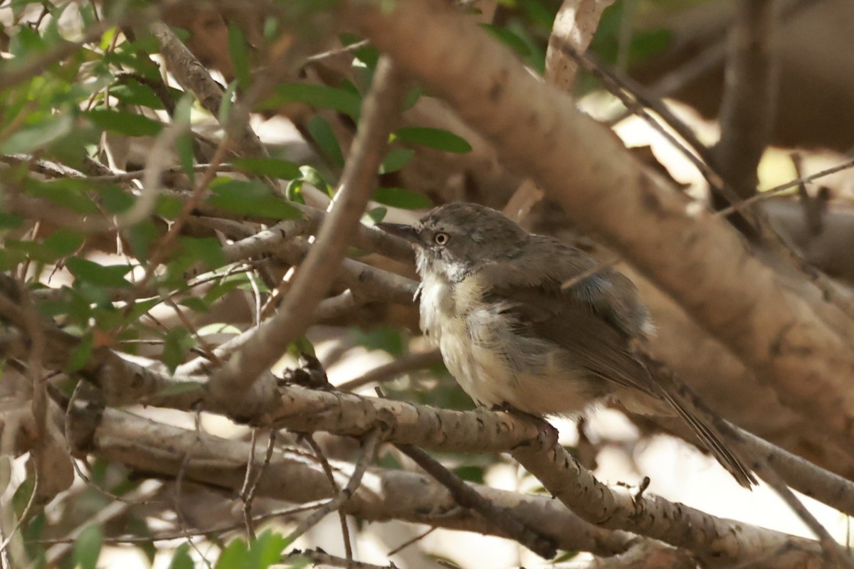 Séricorne à sourcils blancs - ML646694958