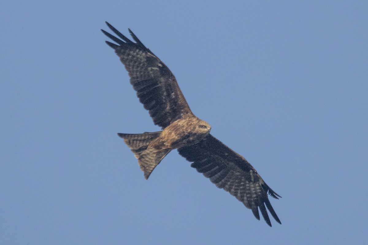 Black Kite - ML646694959