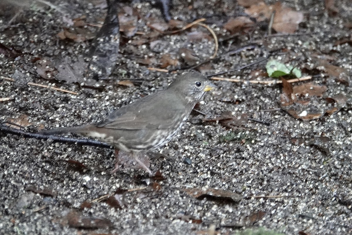 Пасовник рябогрудий - ML646694961