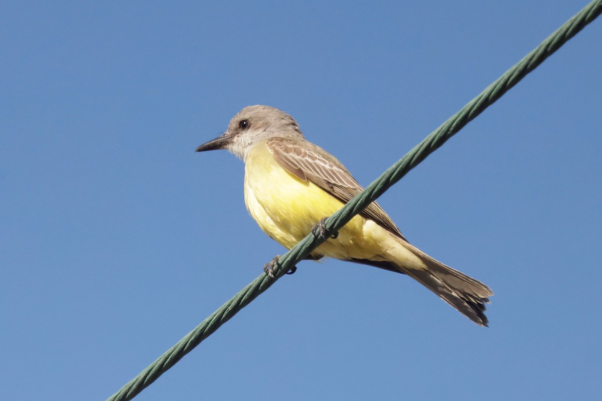 Tropical Kingbird - ML646694965