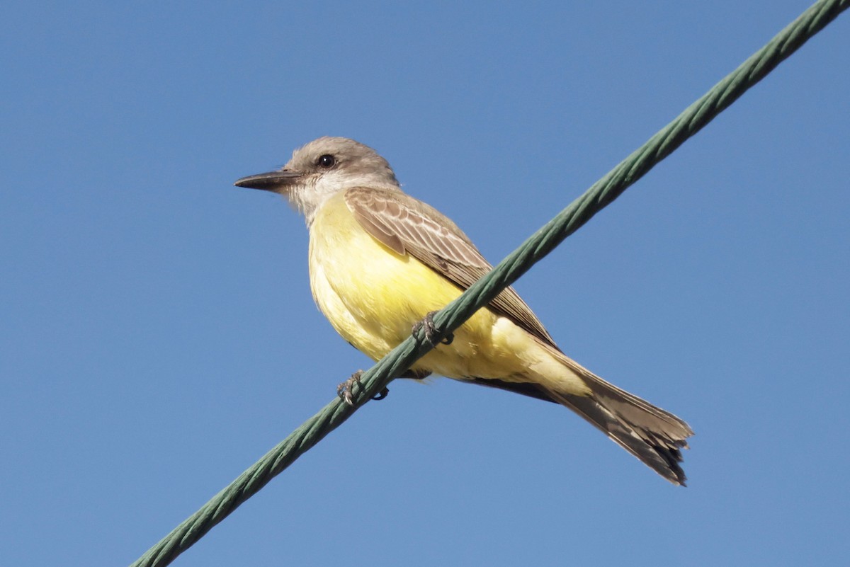 Tropical Kingbird - ML646694966