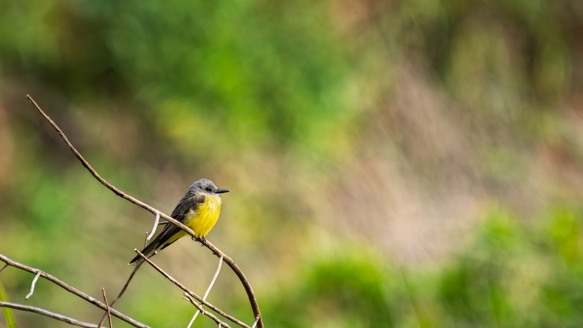 オリーブタイランチョウ - ML646694968