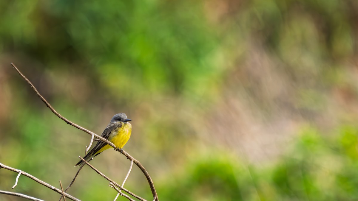 オリーブタイランチョウ - ML646694969