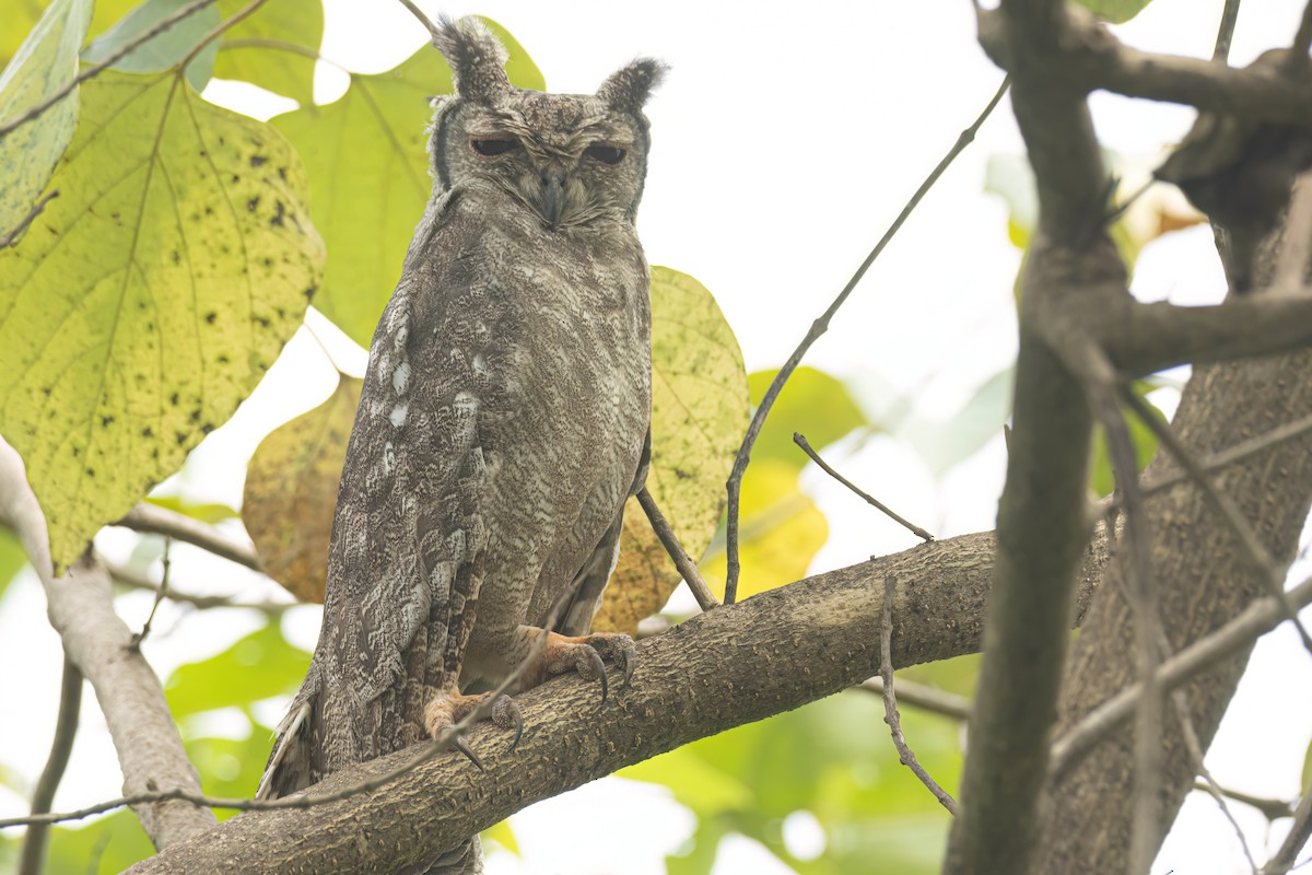Grayish Eagle-Owl - ML646694973
