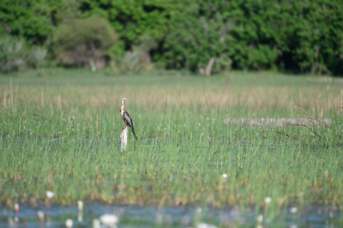 African Darter - ML646694975