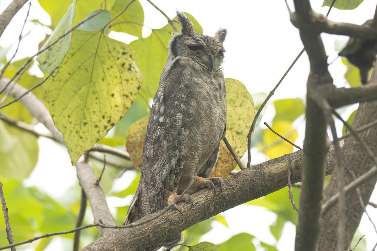 Grayish Eagle-Owl - ML646694979
