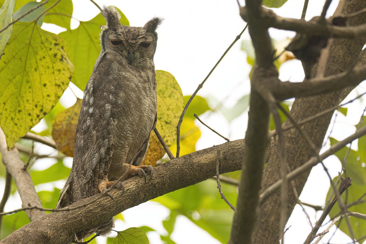 Grayish Eagle-Owl - ML646694980