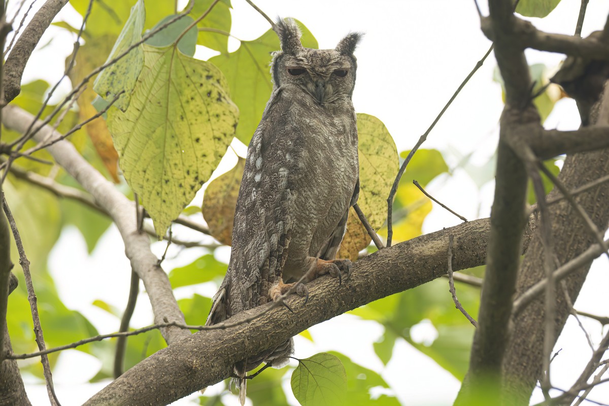 Grayish Eagle-Owl - ML646694981