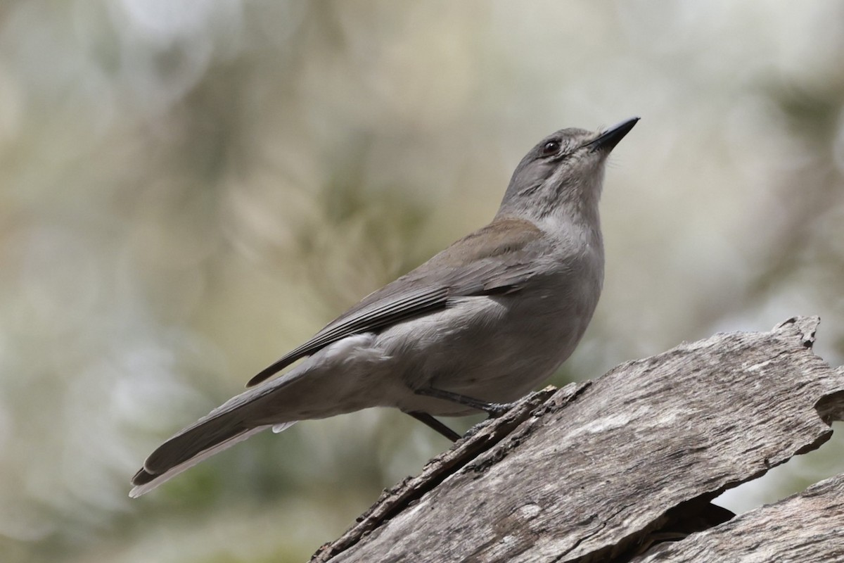 Siffleur gris - ML646694982