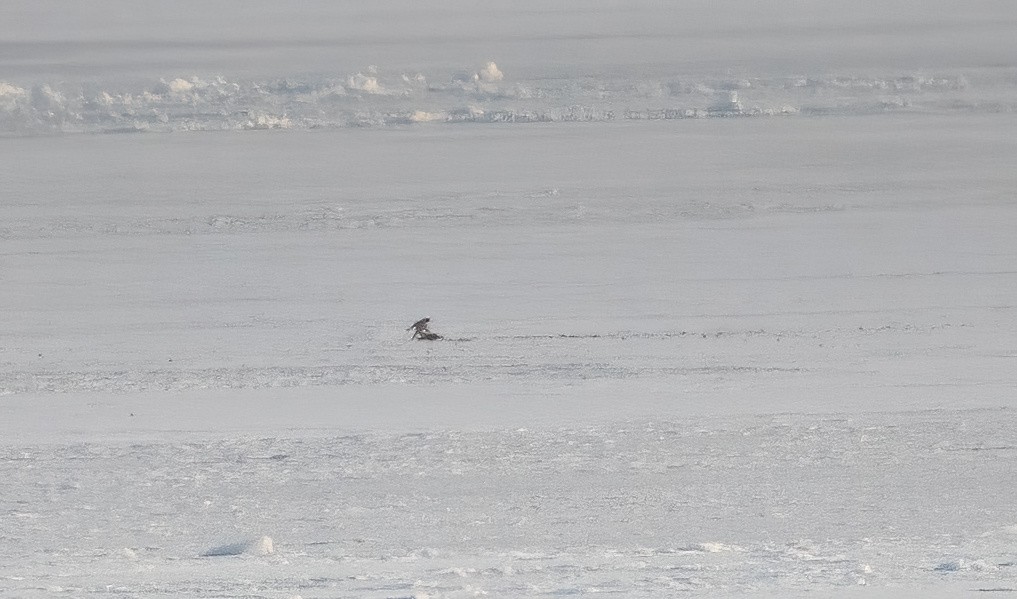 sokol stěhovavý - ML646694984