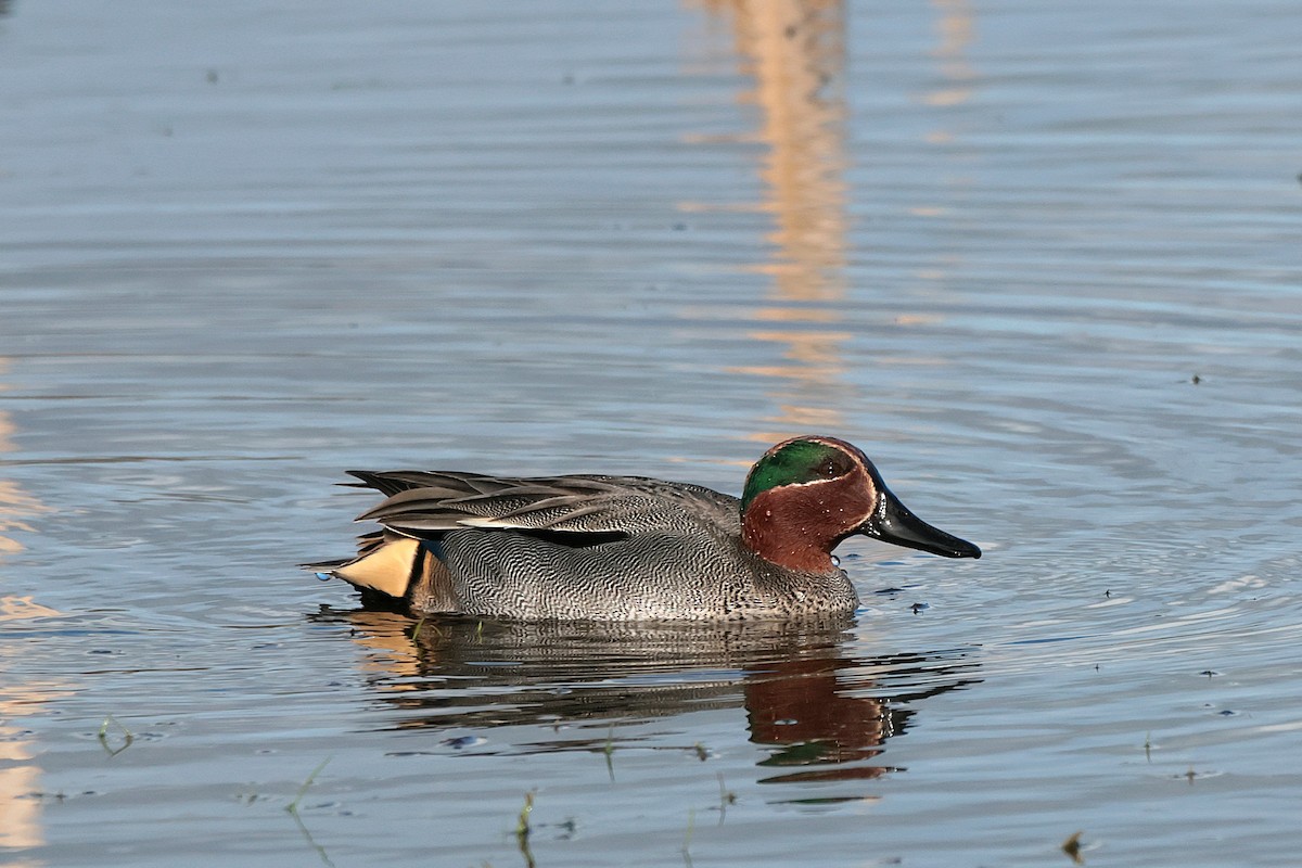 Чирок-свистунок - ML646694986