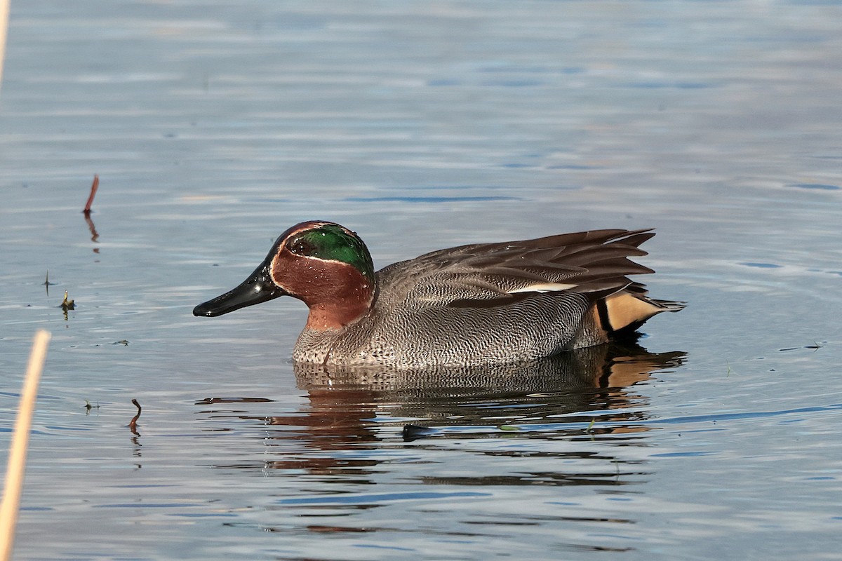 Чирок-свистунок - ML646694988