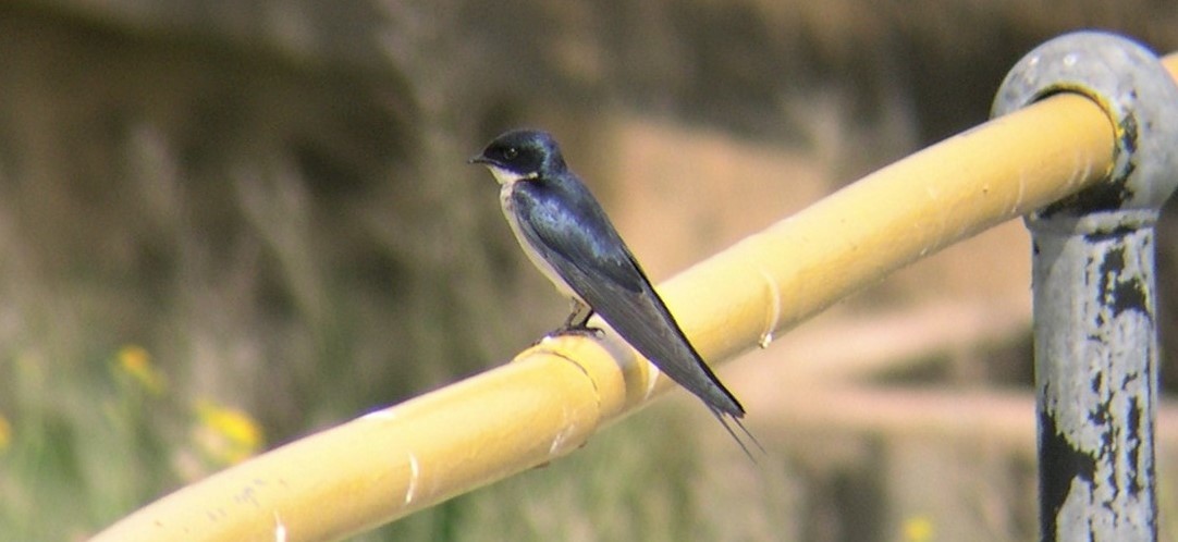 Pearl-breasted Swallow - ML646694989