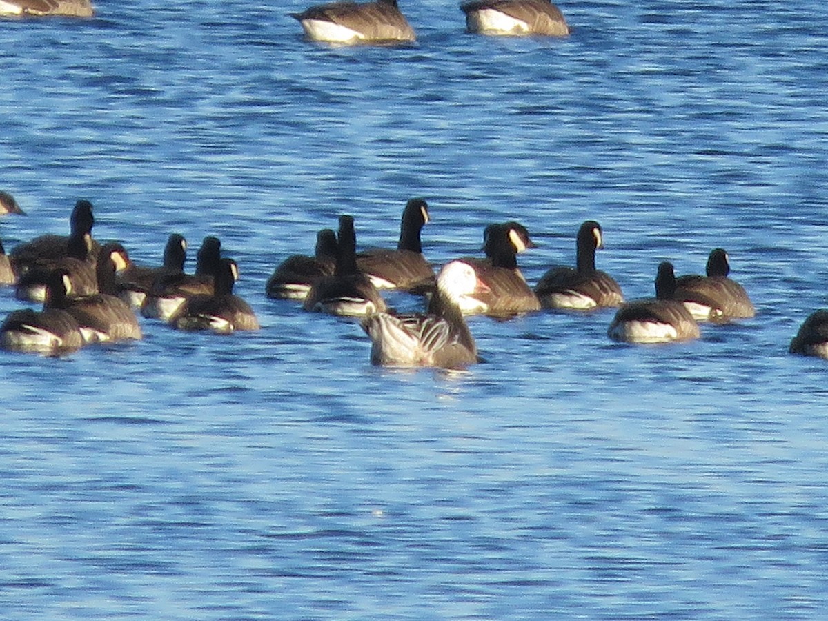 Snow Goose - ML646694991