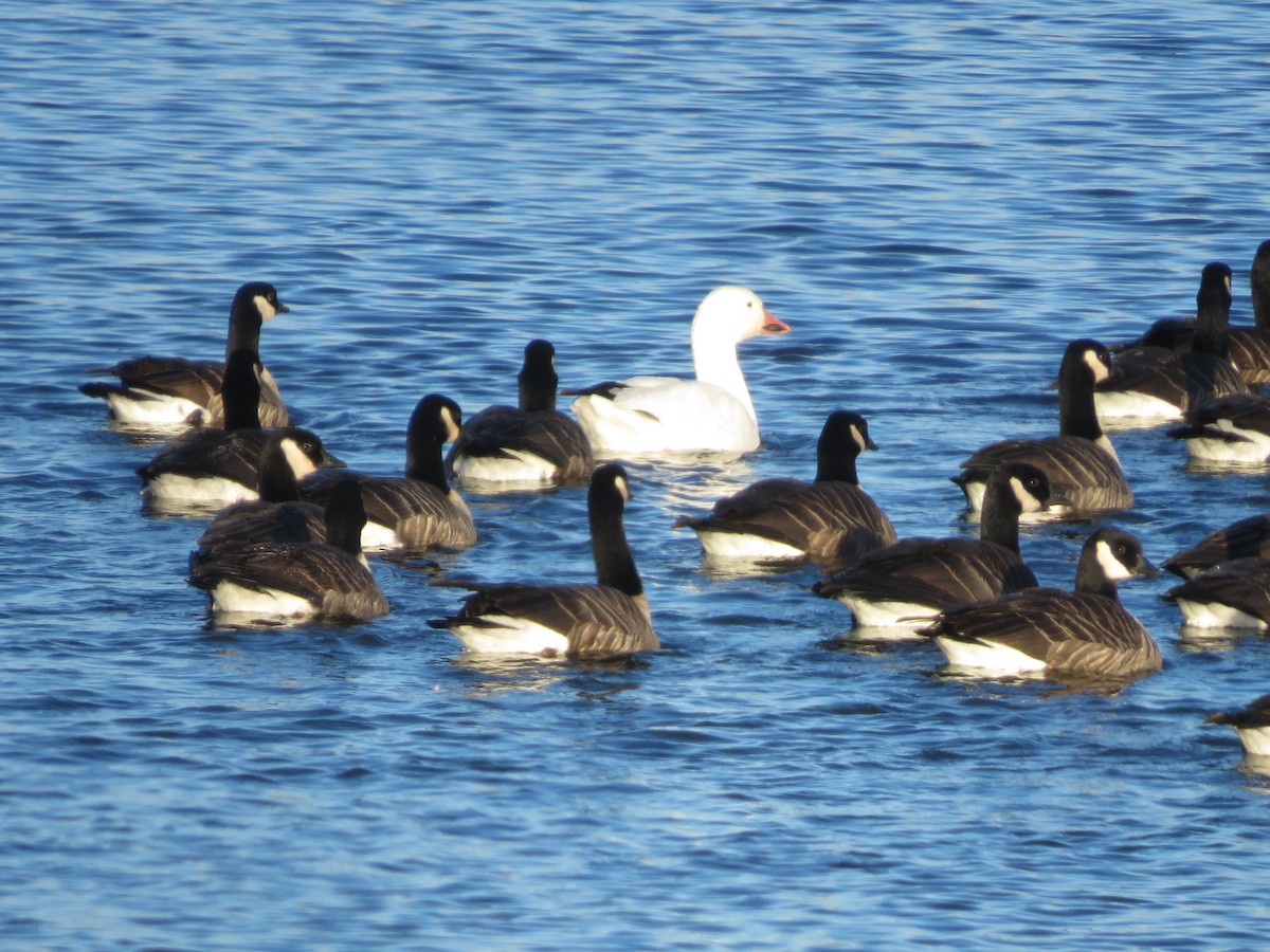 Snow Goose - ML646694992
