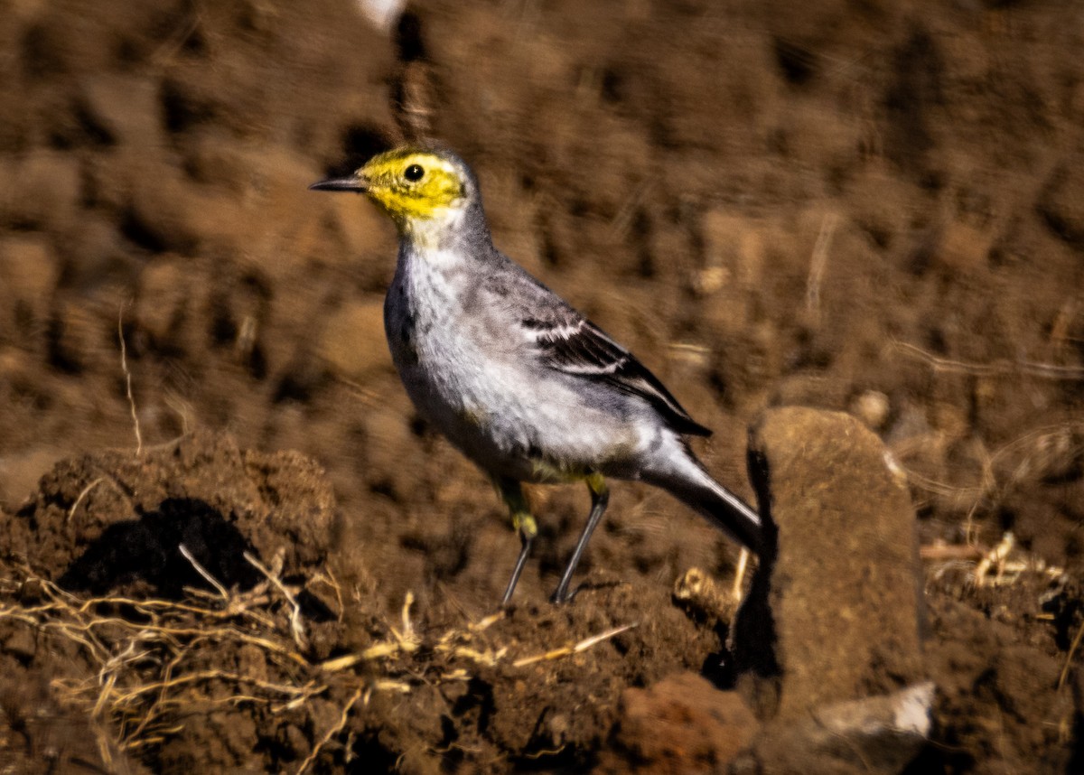 黃頭鶺鴒 - ML646694994