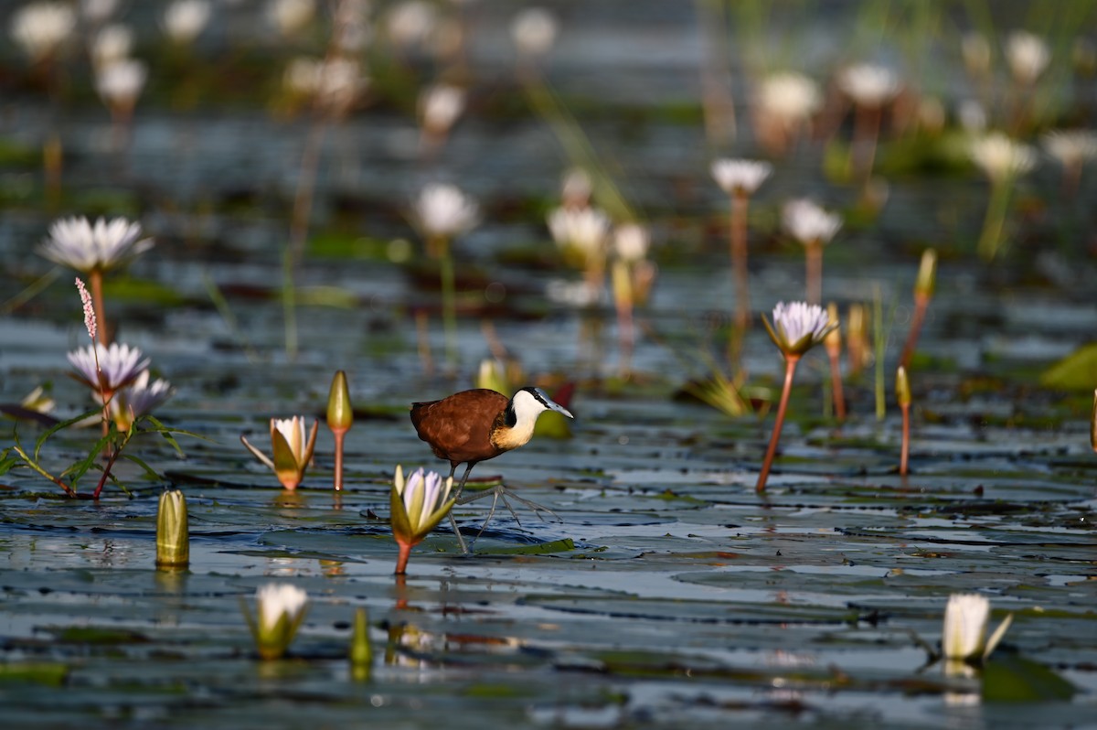 African Jacana - ML646694995