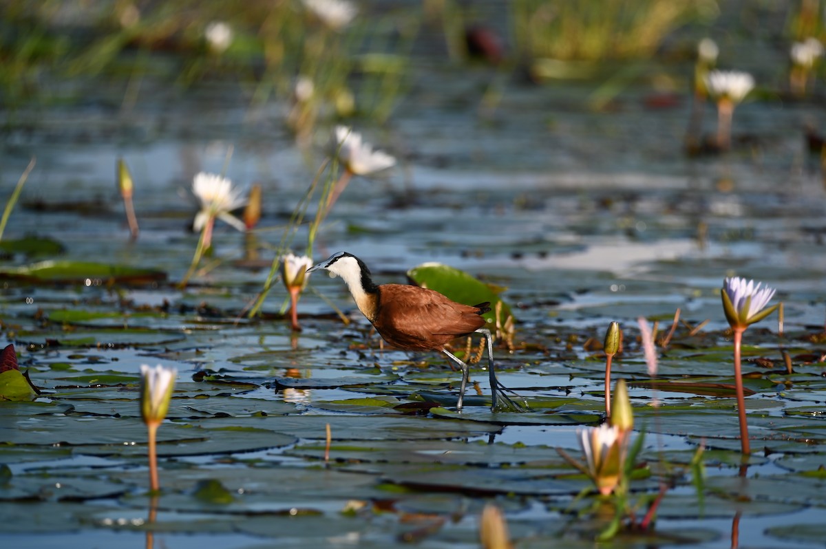 African Jacana - ML646694996