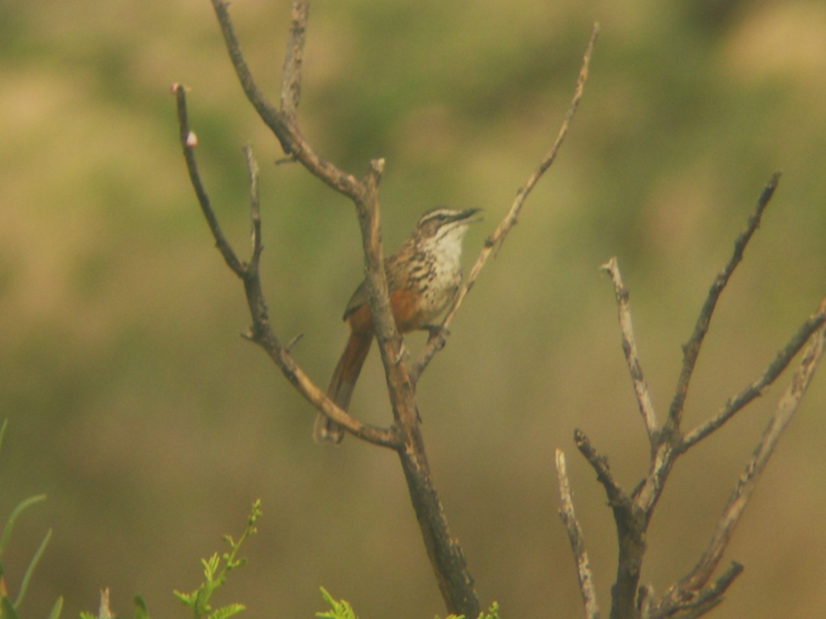 Rockrunner - ML646694997