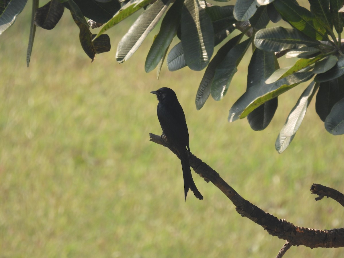 Дронго чорний - ML646694998