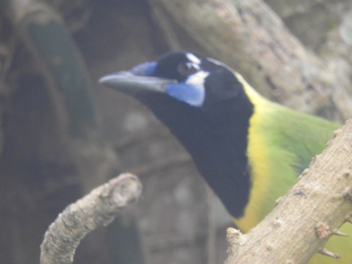 Перуанская сойка - ML646694999