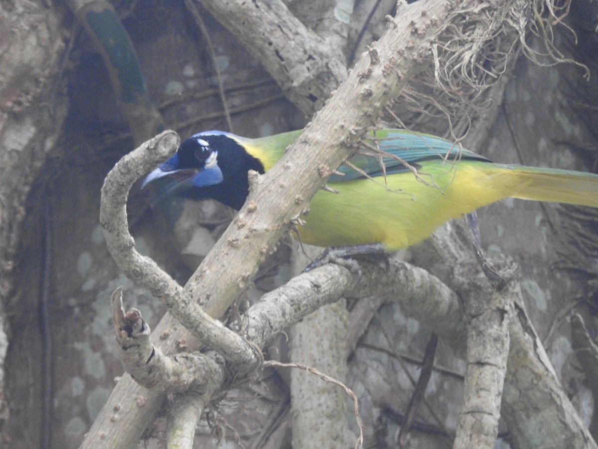 Перуанская сойка - ML646695000